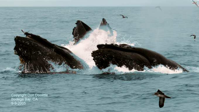 Humpbacks Feeding